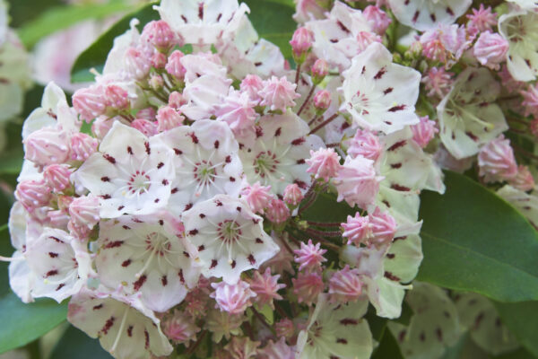 Close-up of pink mountain laurel flowers