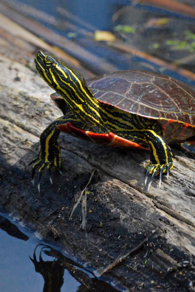 Red-eared slider turtle basks in the sun on a log