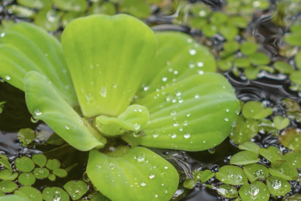 a close up of a leaf