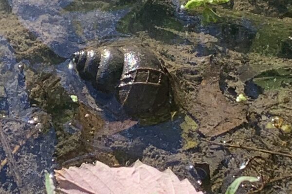 a turtle swimming in water