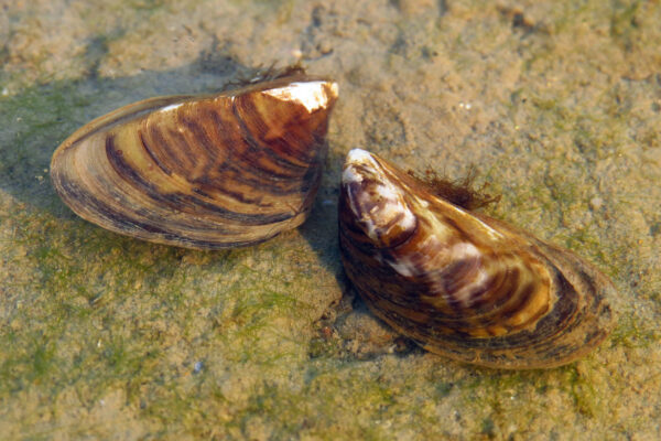 a pair of snails