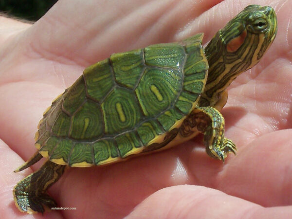 a green frog on a person's hand