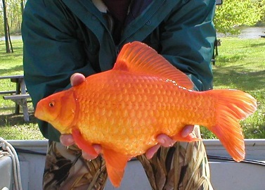 a close-up of a gold fish