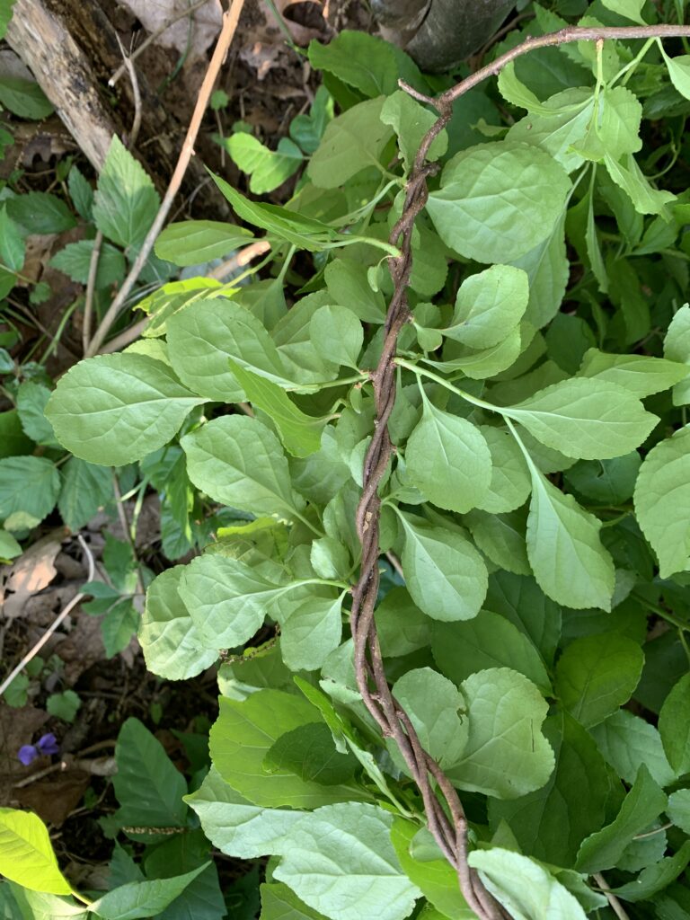 a close up of a plant