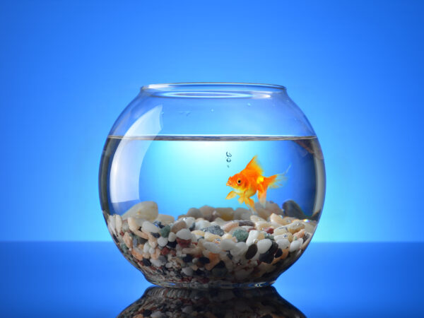 a goldfish in a fish bowl