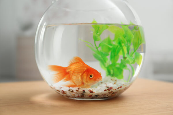 a goldfish in a fish bowl
