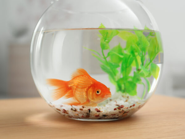a goldfish in a fish bowl