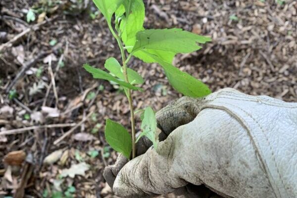 a person's foot with a plant growing out of it