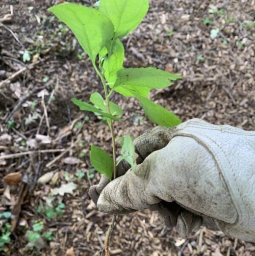 a person's foot with a plant growing out of it