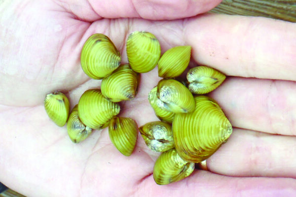 Person holding several Asian Clams