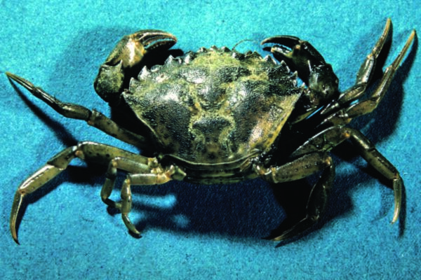 a close-up of a crab