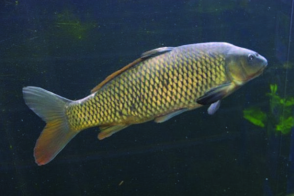 a carp fish swimming in water