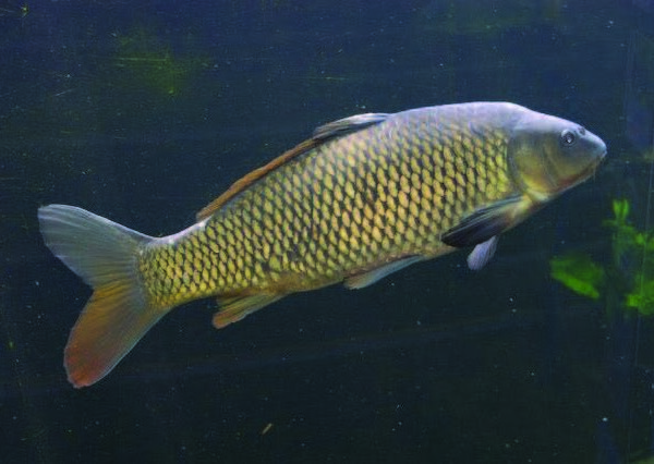 a carp fish swimming in water