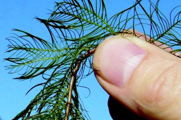 hand holding a sample of Eurasian watermilfoil, an aquatic plant