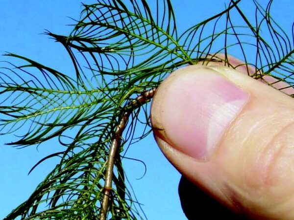 hand holding a sample of Eurasian watermilfoil, an aquatic plant