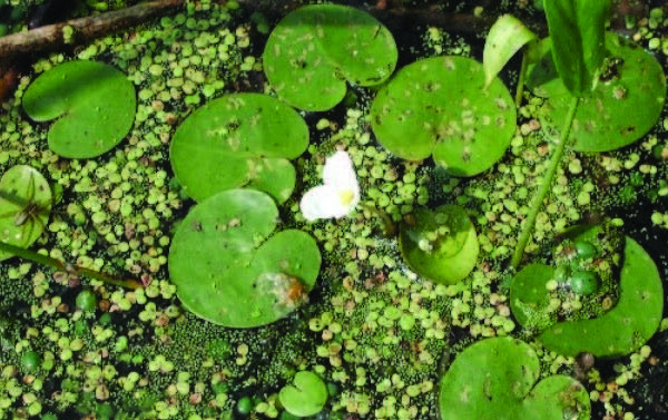 a group of green leaves