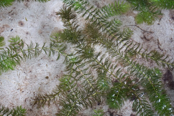 a close up of Hydrilla, an aquatic plant