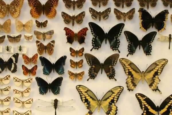a group of butterflies
