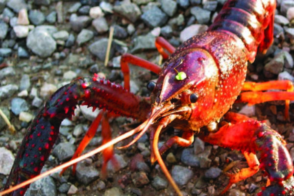 a red and blue crab