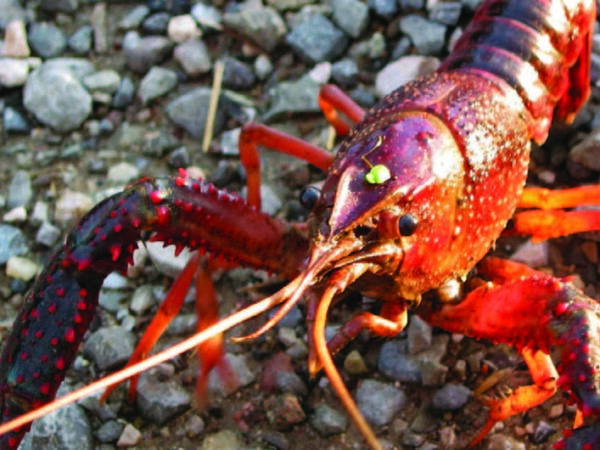 a red and blue crab