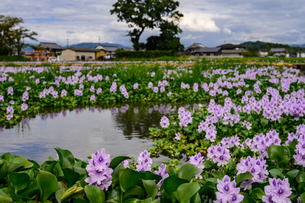 a pond with aquatic plant water hyacinth