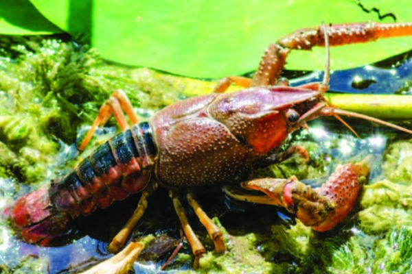 a close up of a bug