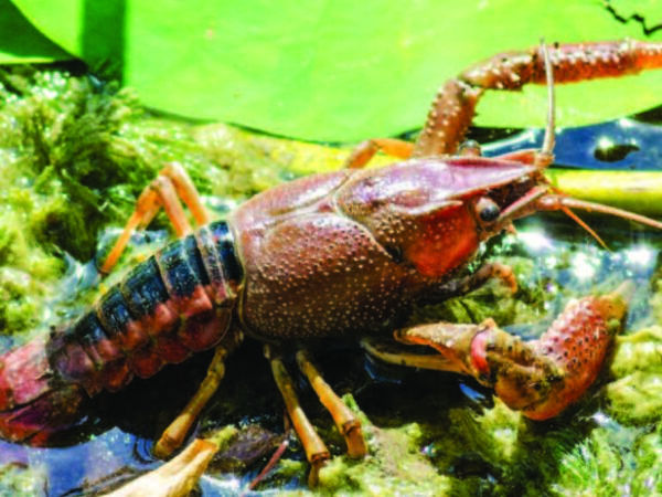 a close up of a bug