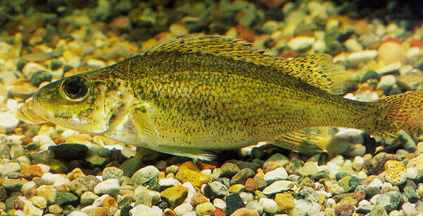 a eurasian ruffe fish swimming in the water