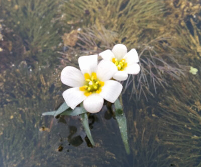 a group of white flowers