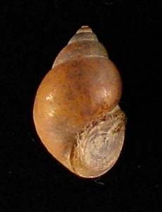 a close-up of a faucet snail