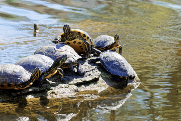 a group of turtles on a log