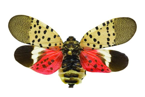 The spotted lanternfly is an invasive insect species. Credit Penn State University.