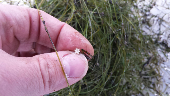 hand holding green plant and flower, starry stonewort flower