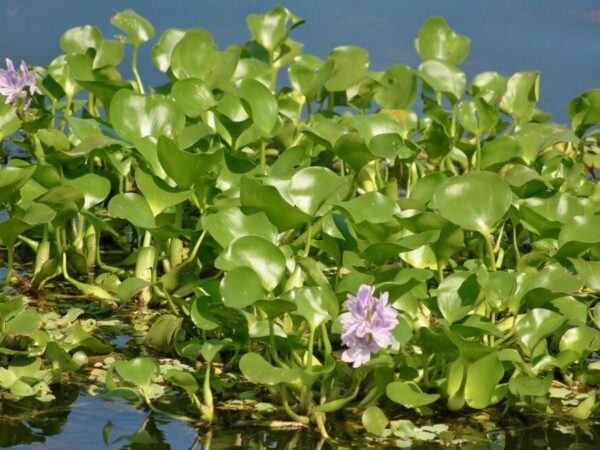 a close up of a plant