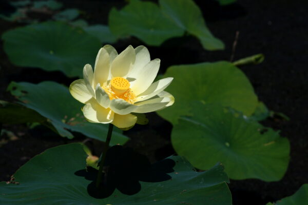 a close up of a flower