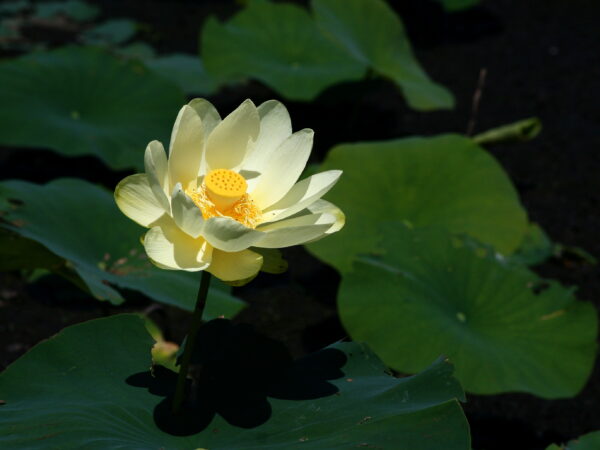 a close up of a flower