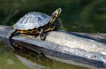 a turtle on a log