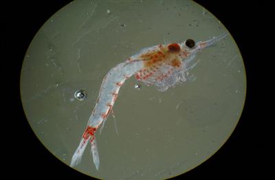 Bloody Red Shrimp credit Wisconsin Sea Grant