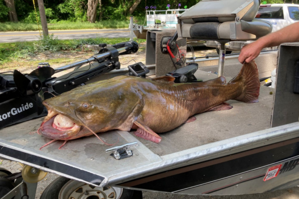 A flathead catfish sitting on top of a boat