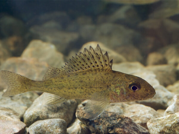 Ruffe wiki Gymnocephalus_cernuus_Pärnu_River_Estonia_2010-01-06