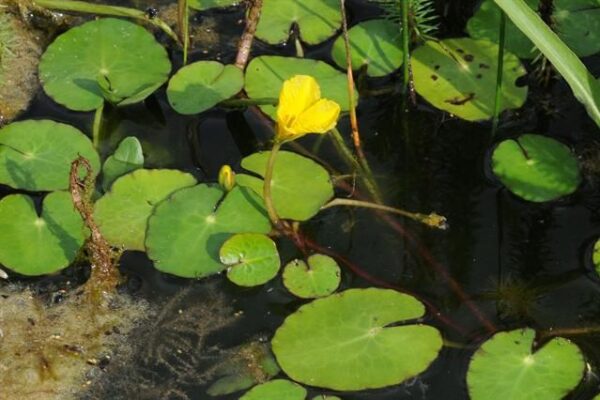 Yellow floating heart_ Biopix_EOL