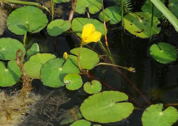 Yellow floating heart_ Biopix_EOL