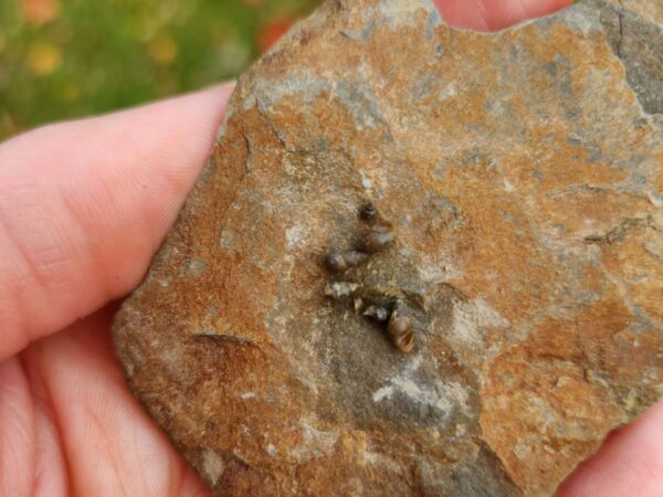 hand holding a rock with snails on it