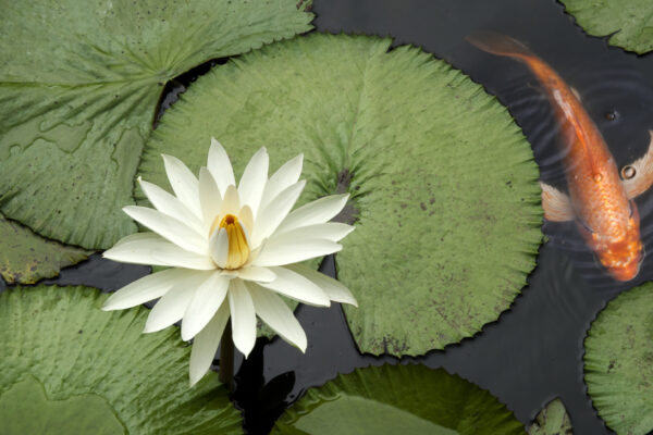 Fish in a Lotus pond