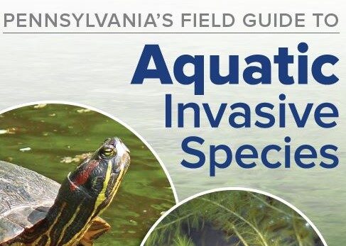 PA AIS FIeld Guide Cover crop