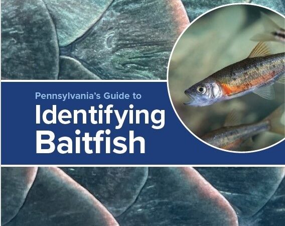 PA Guide to Identifying Baitfish covercrop