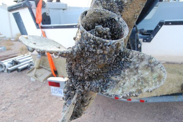 zebra mussel infested motor