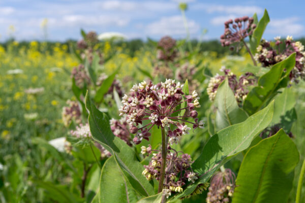 MIlkweed Plant