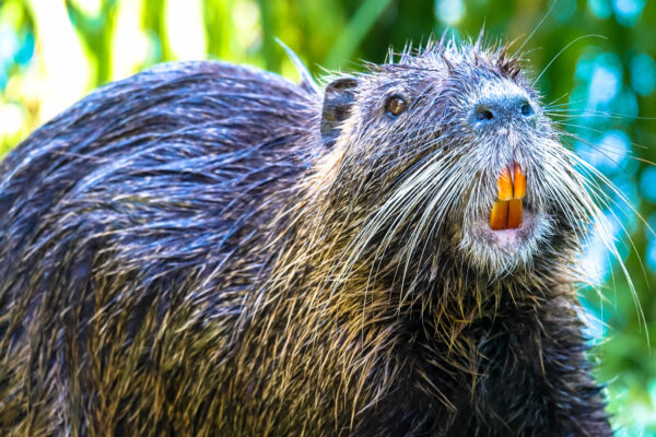 Nutria with yellow teeth