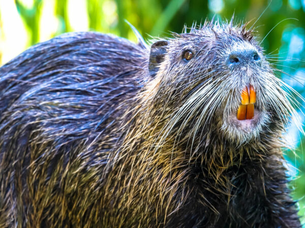 Nutria with yellow teeth